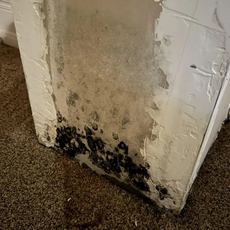 Professional Mold Removal in Norristown, PA